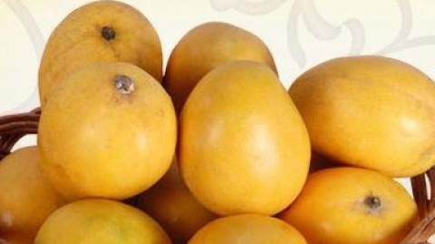 India urges EU to lift ban on mangoes