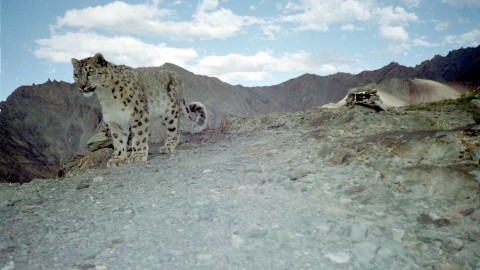 Snow Leopard Trek
