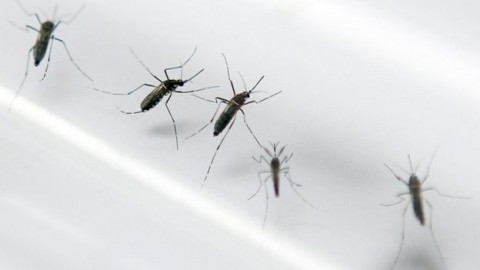 Zika threat in Brazil rises, more babies affected