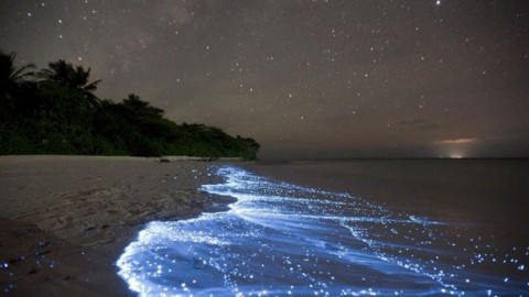 Vaadhoo Islands, Maldives: Sea of Stars