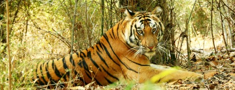Bandhavgarh National Park