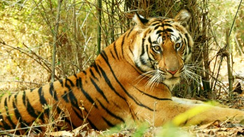 Bandhavgarh National Park