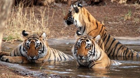 Jim Corbett National Park