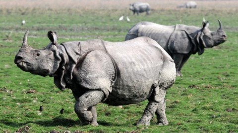 Kaziranga National Park