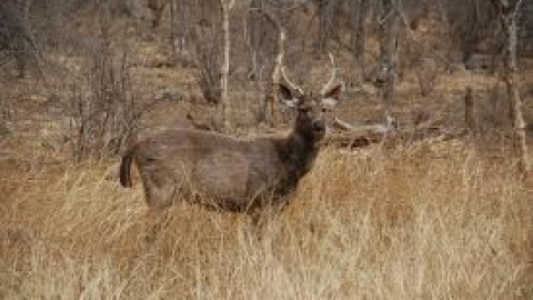 Ranthambore National Park