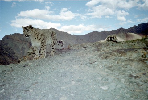 Snow Leopard Trek