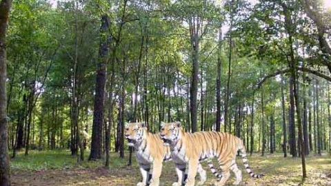Hazaribagh National Park