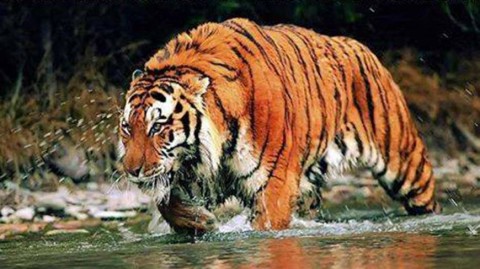 Sunderban: Footprints of Magesticism