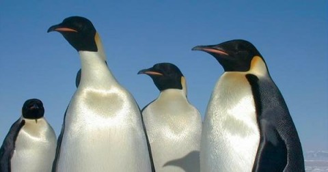 Mumbai zoo gets penguins as the climate cools a little, activists however worried
