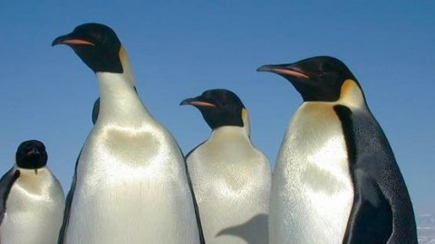 Mumbai zoo gets penguins as the climate cools a little, activists however worried